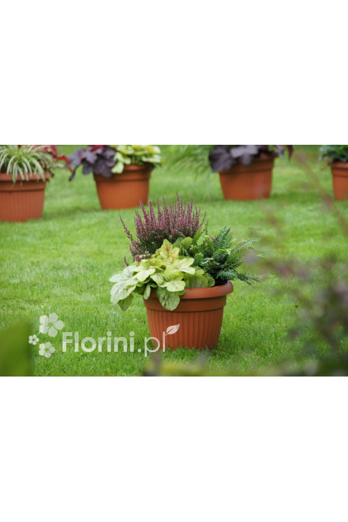 Podrzeń żebrowiec | Blechnum spicant