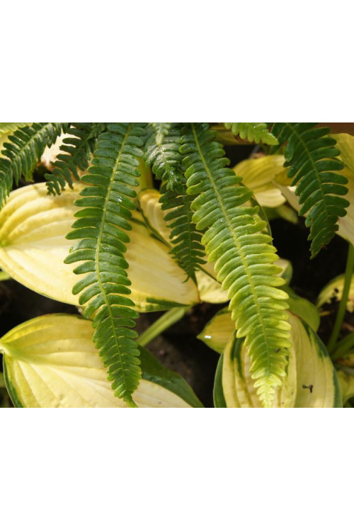 Podrzeń żebrowiec | Blechnum spicant