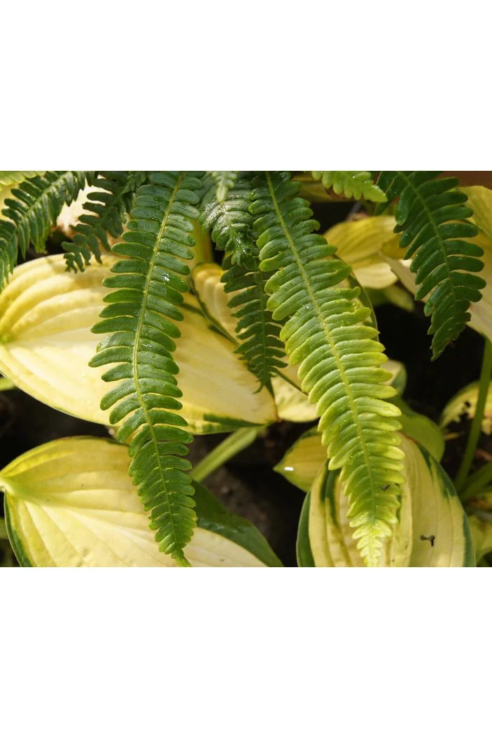Podrzeń żebrowiec | Blechnum spicant
