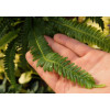 Podrzeń żebrowiec | Blechnum spicant