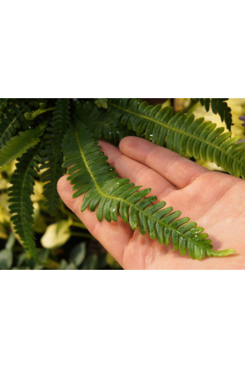 Podrzeń żebrowiec | Blechnum spicant