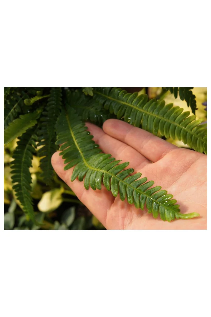 Podrzeń żebrowiec | Blechnum spicant