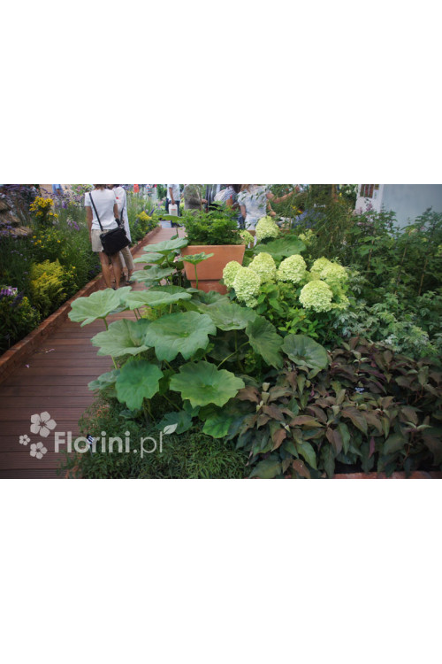Rodgersja tarczolistna | Rodgersia tabularis