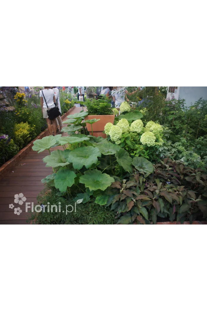 Rodgersja tarczolistna | Rodgersia tabularis