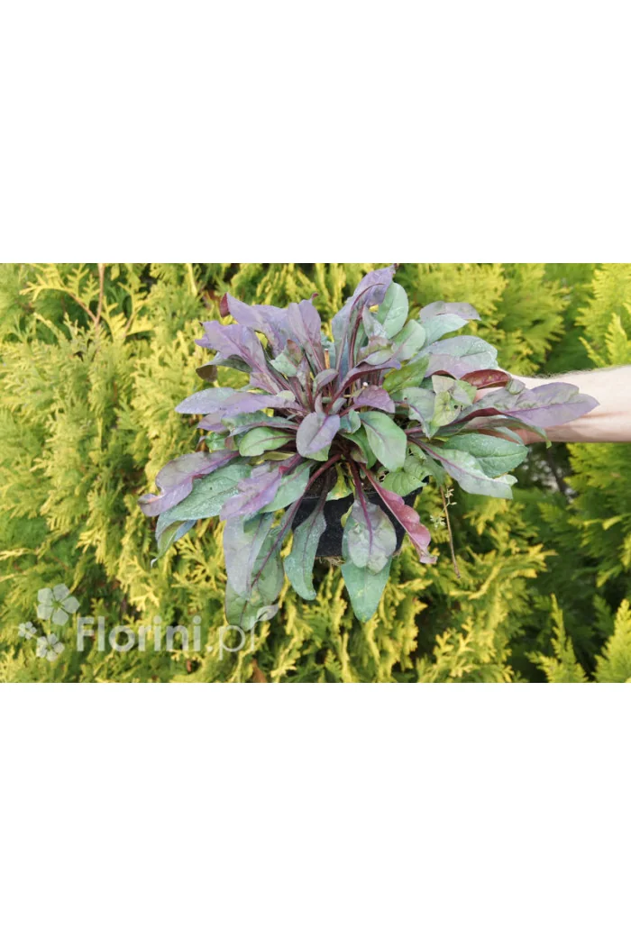 Penstemon naparstnic. 'Husker's Red' | Penstemon digitalis