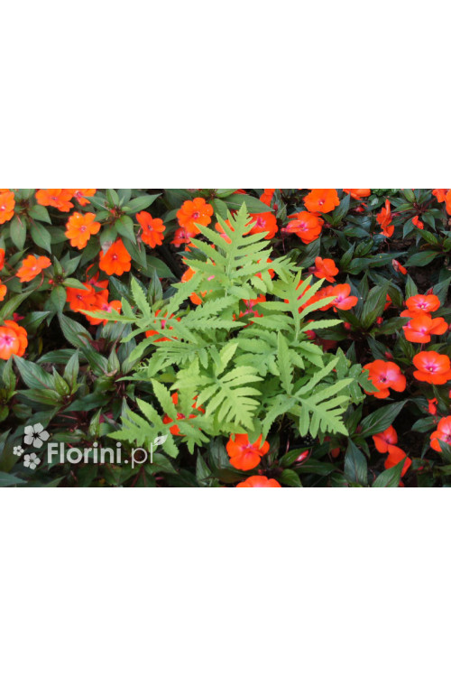 Onoklea wrażliwa | Onoclea sensibilis