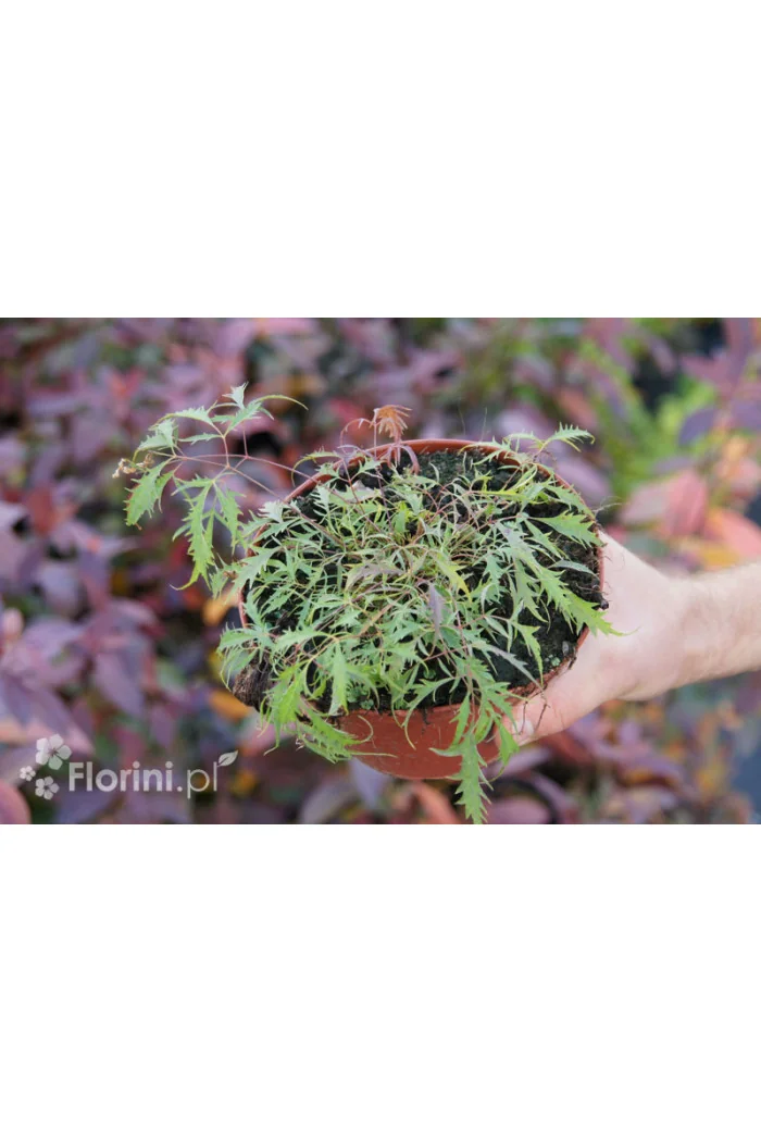 Parzydło leśne 'Kneiffii' Aruncus dioicus