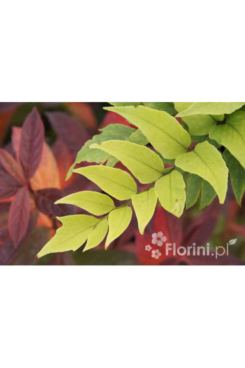 Paprotnik Fortune'a | Cyrtomium fortunei