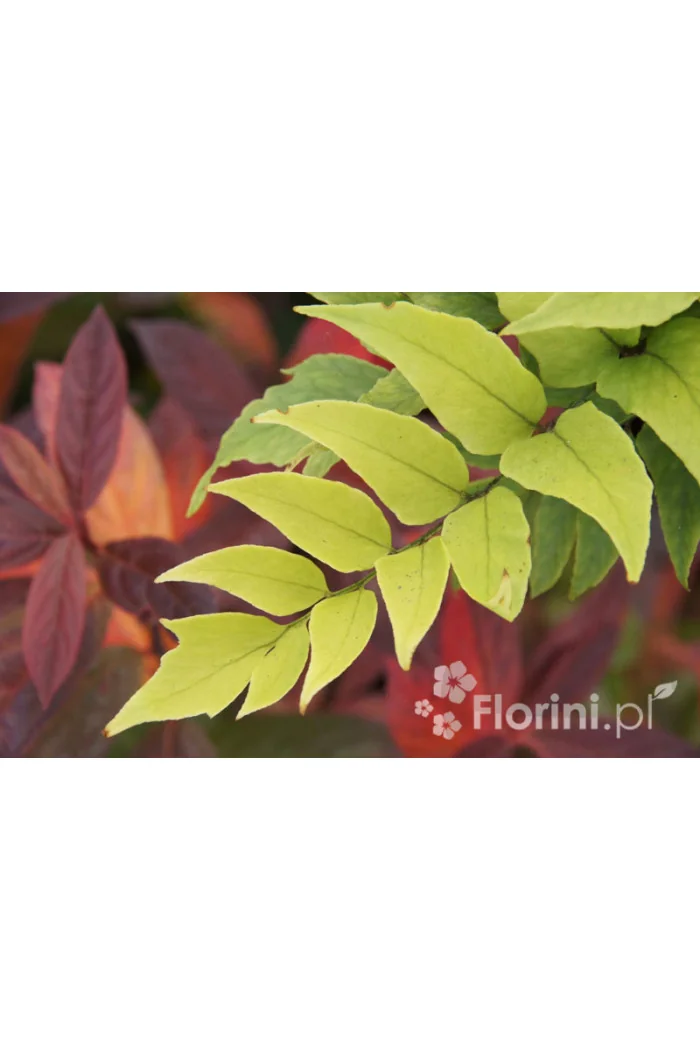 Paprotnik Fortune'a | Cyrtomium fortunei