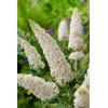 Budleja Dawida 'White Profusion' | Buddleja dawidii