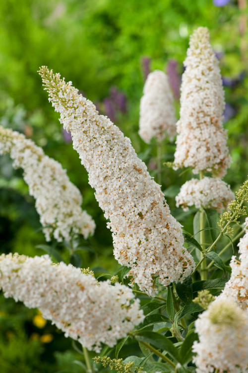 Budleja Dawida 'White Profusion' | Buddleja dawidii
