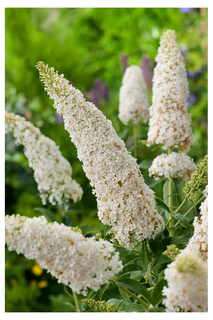 Budleja Dawida 'White Profusion' | Buddleja dawidii