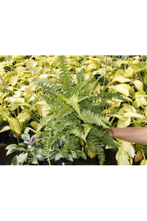 Narecznica mocna 'Pinderi' | Dryopteris affinis