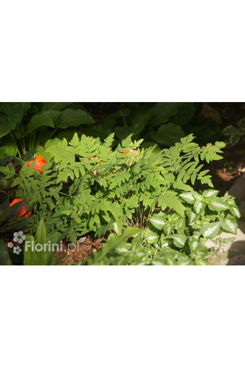 Długosz królewski 'Purpurascens' | Osmunda regalis