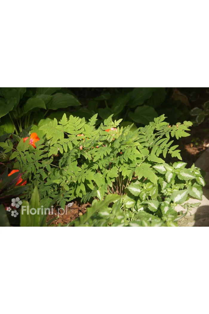 Długosz królewski 'Purpurascens' | Osmunda regalis