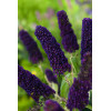 Budleja dawida 'Black Knight' Buddleja davidii