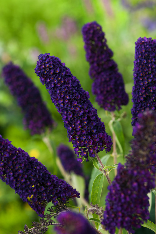 Budleja dawida 'Black Knight' Buddleja davidii