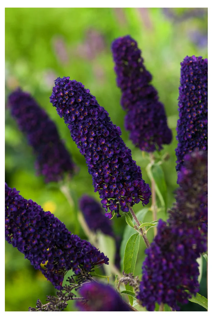 Budleja dawida 'Black Knight' Buddleja davidii
