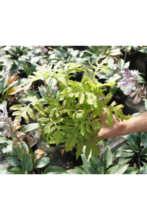 Długosz królewski 'Purpurascens' | Osmunda regalis