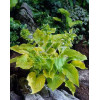Funkia 'Piedmont Gold' Hosta