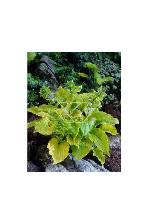Funkia 'Piedmont Gold' Hosta