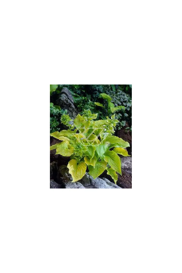Funkia 'Piedmont Gold' Hosta