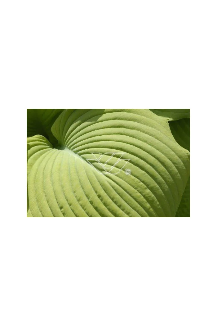 Funkia 'Piedmont Gold' Hosta