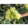 Funkia 'Piedmont Gold' Hosta