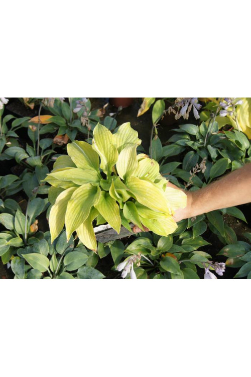 Funkia 'Piedmont Gold' Hosta