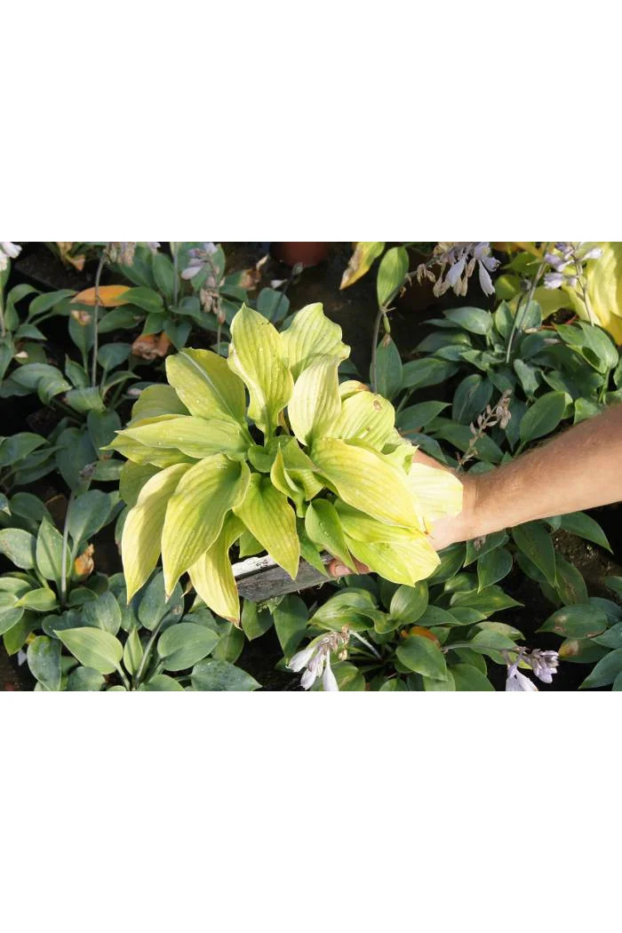 Funkia 'Piedmont Gold' Hosta