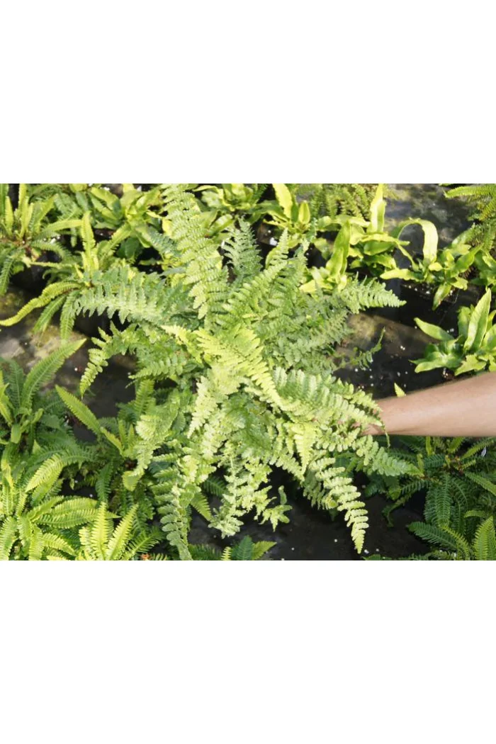 Narecznica mocna 'Pinderi' | Dryopteris affinis