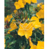 Wiesiołek czworokątmy 'Carmel' Oenothera tetragona