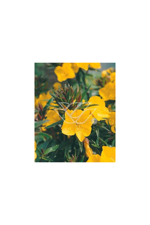 Wiesiołek czworokątmy 'Carmel' Oenothera tetragona