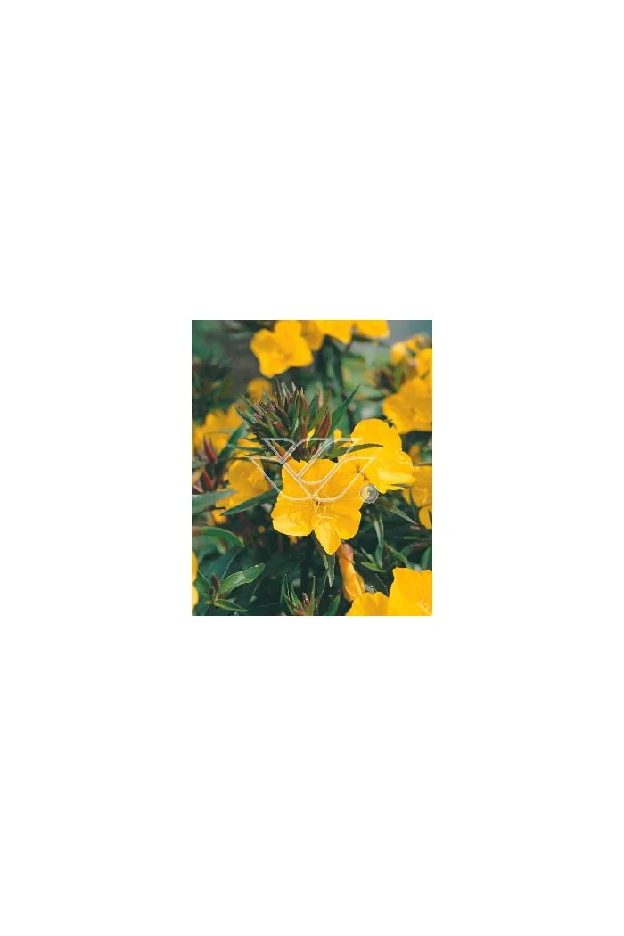 Wiesiołek czworokątmy 'Carmel' Oenothera tetragona