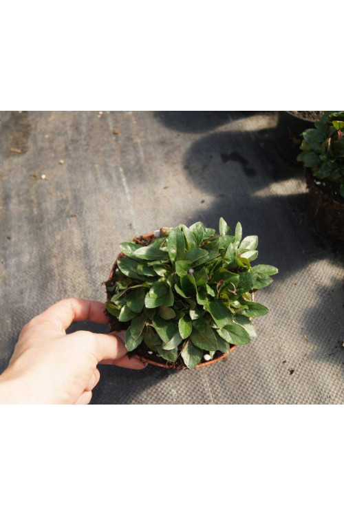 Wiesiołek czworokątmy 'Carmel' Oenothera tetragona