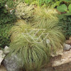 Turzyca włosista 'Frosted Curls' | Carex comans