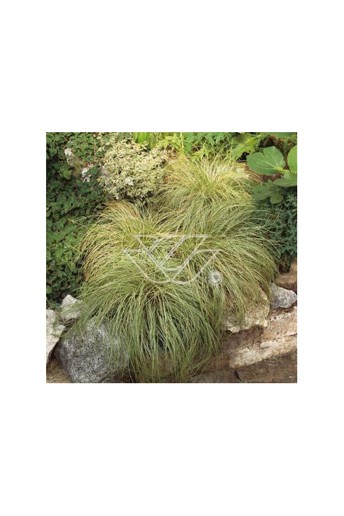 Turzyca włosista 'Frosted Curls' | Carex comans