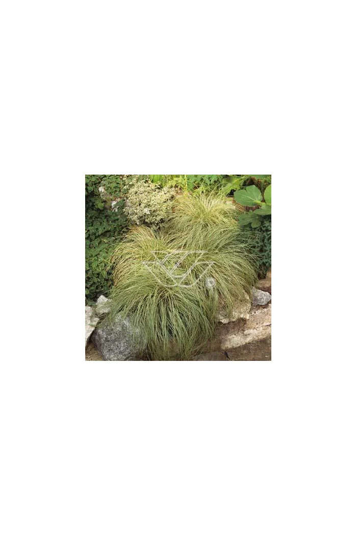 Turzyca włosista 'Frosted Curls' | Carex comans