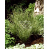 Turzyca włosista 'Frosted Curls' | Carex comans