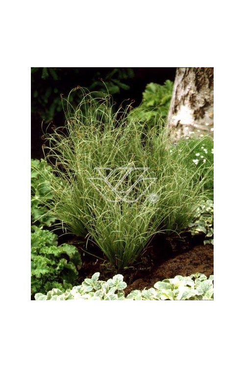 Turzyca włosista 'Frosted Curls' | Carex comans