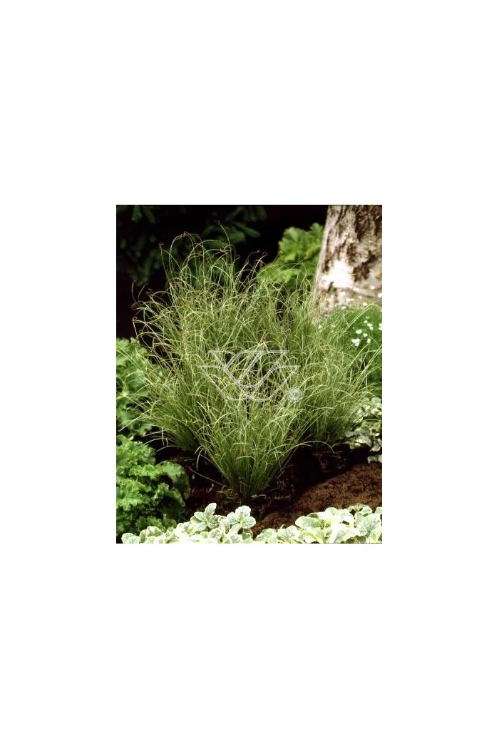 Turzyca włosista 'Frosted Curls' | Carex comans