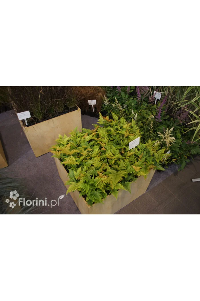 Narecznica czerwonozawijkowa| Dryopteris erythrosora