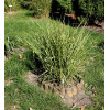 Miskant chiński 'Apache' | Miscanthus sinensis