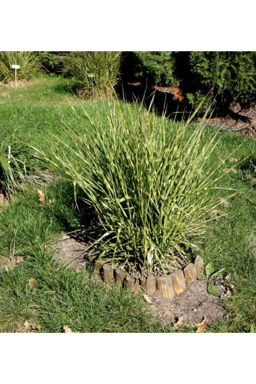 Miskant chiński 'Apache' | Miscanthus sinensis