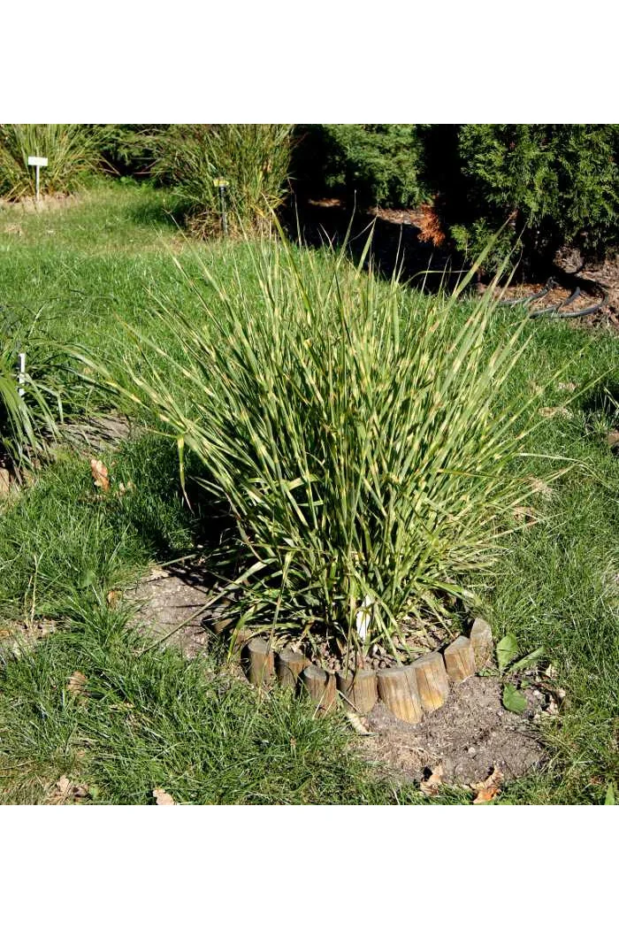 Miskant chiński 'Apache' | Miscanthus sinensis