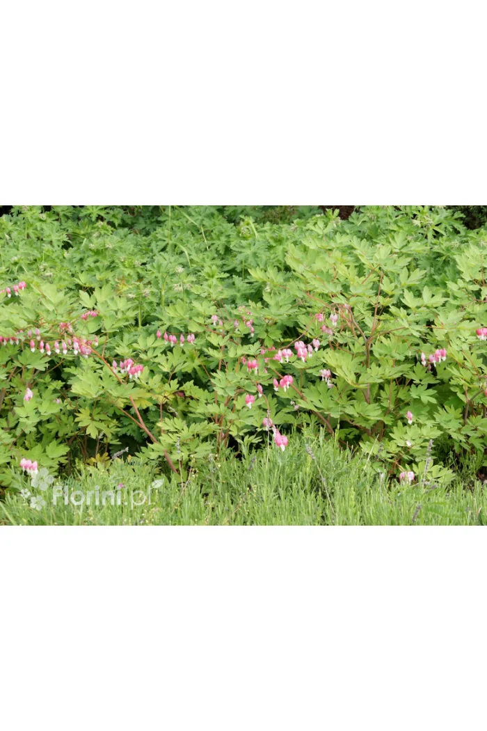 Serduszka okazała | Dicentra spectabilis