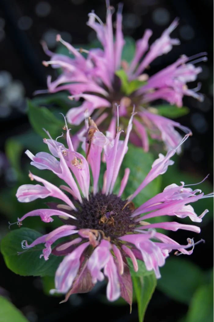 Pysznogłówka 'Beauty of Cobham' | Monarda