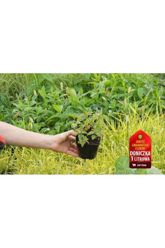 Pysznogłówka 'Beauty of Cobham' | Monarda