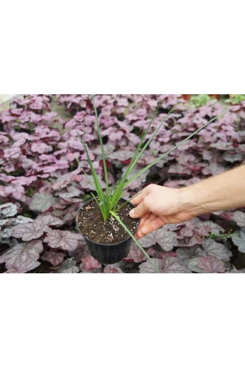 trytoma, trytoma Papaya Popscide, Kniphofia