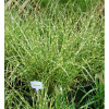Miskant chiński 'Apache' | Miscanthus sinensis